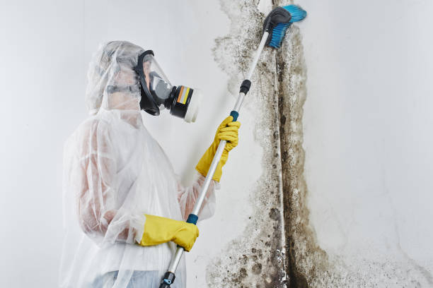 Environmental Consulting for Mold Prevention in Morristown, NJ